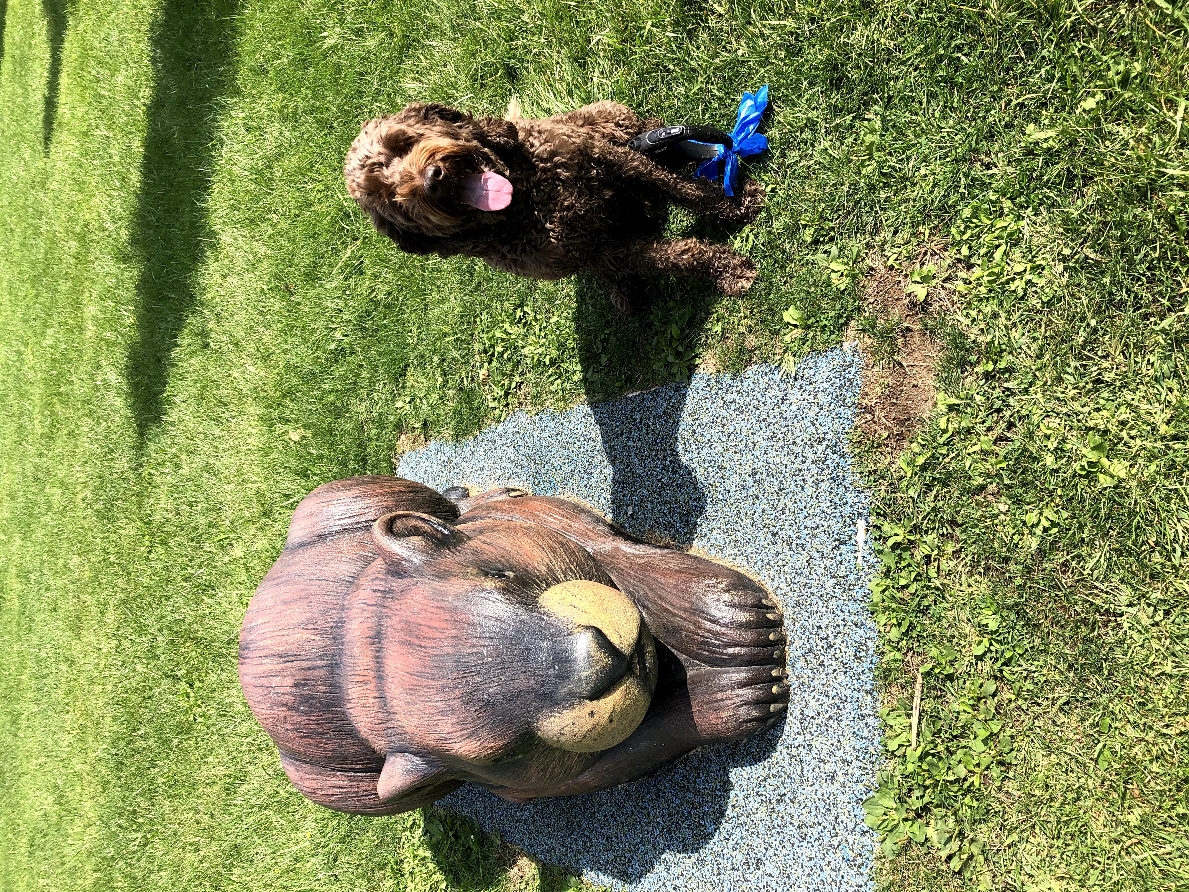 Brown Labradoodle sitting next to a statue.