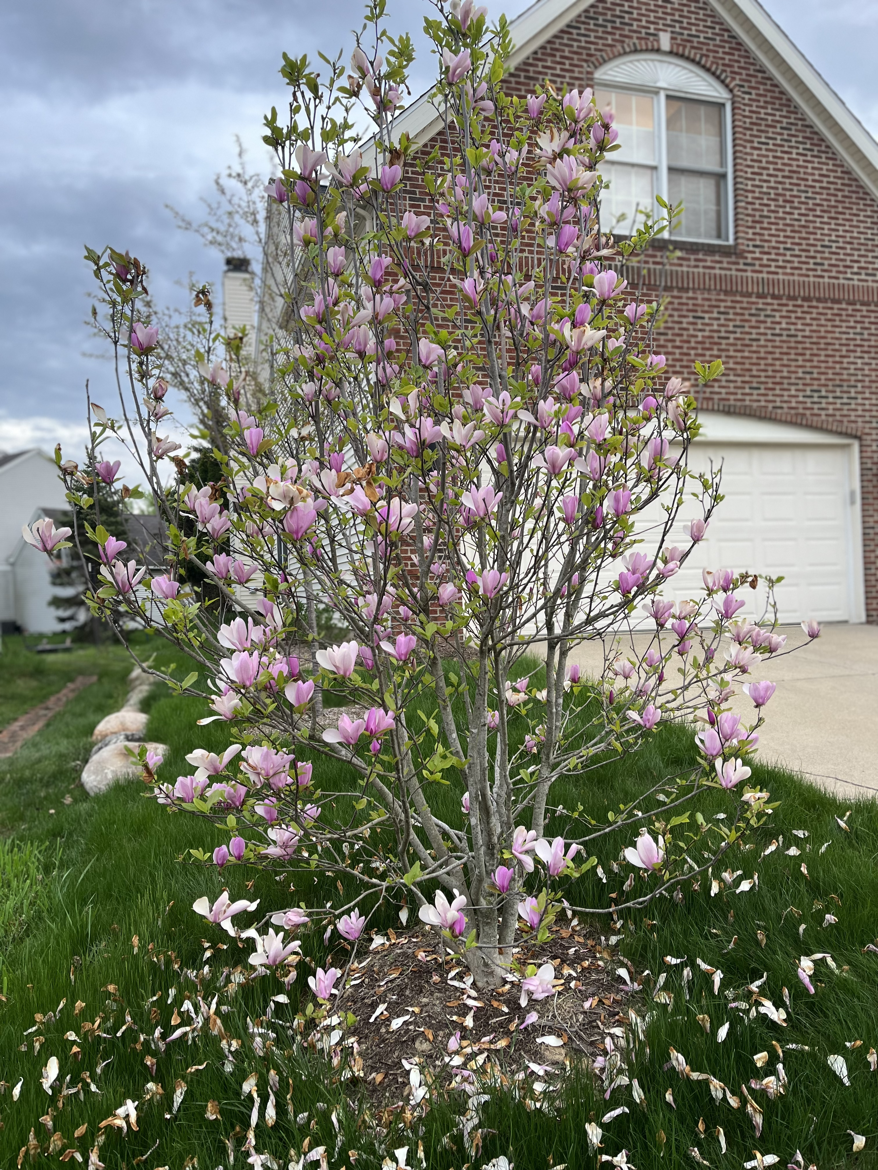 a purple tulip tree that is beginning to shed its petals