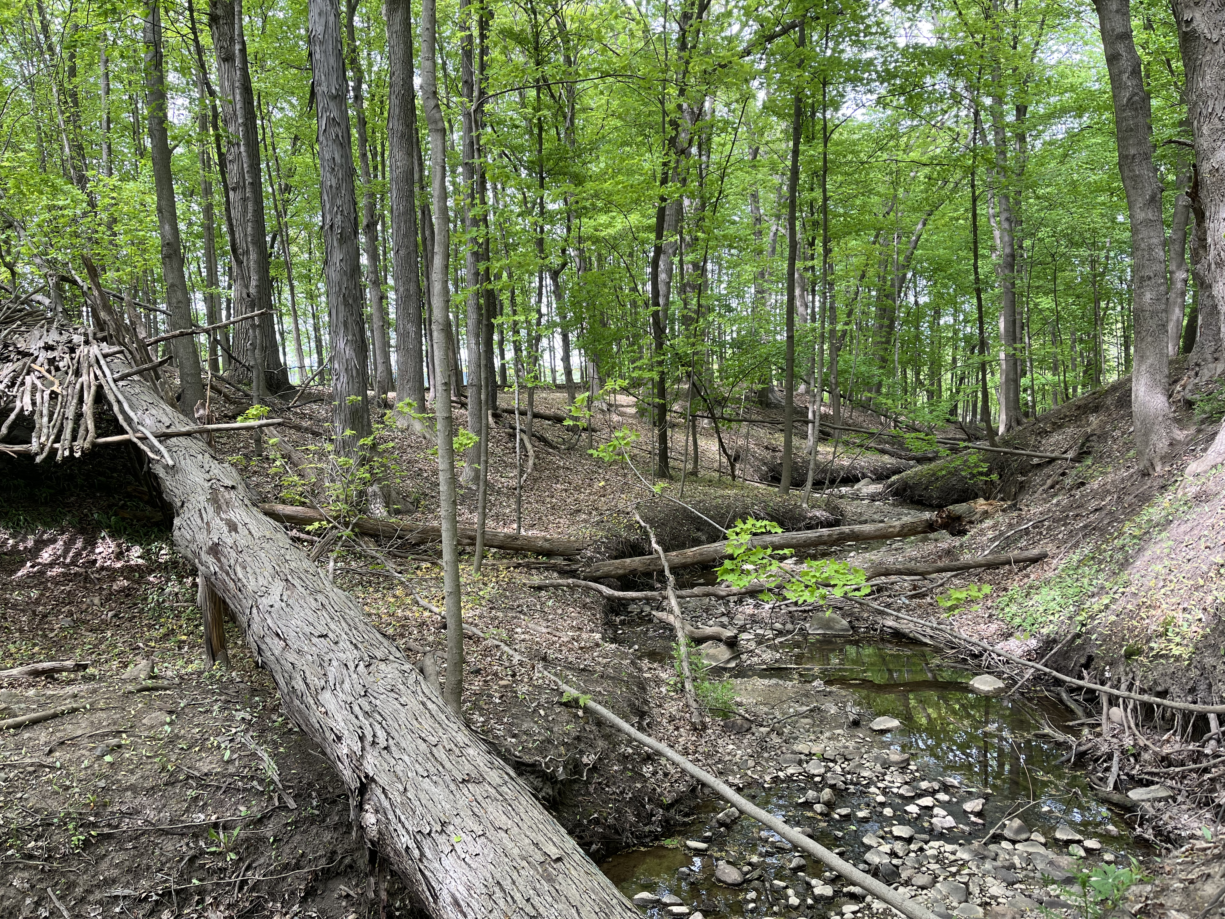 a small fort made of branches