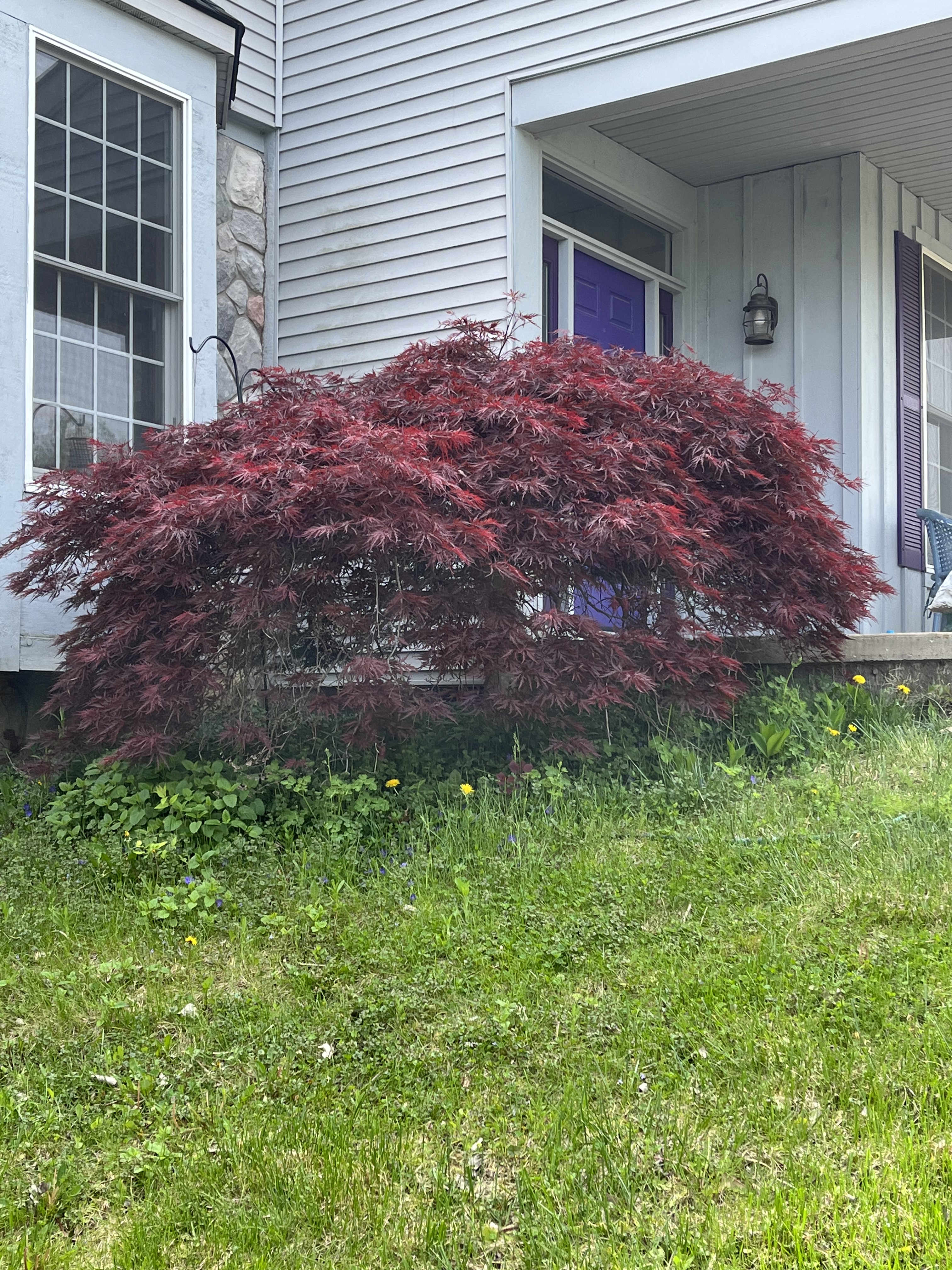 a small Japanese maple tree in front of a putple door