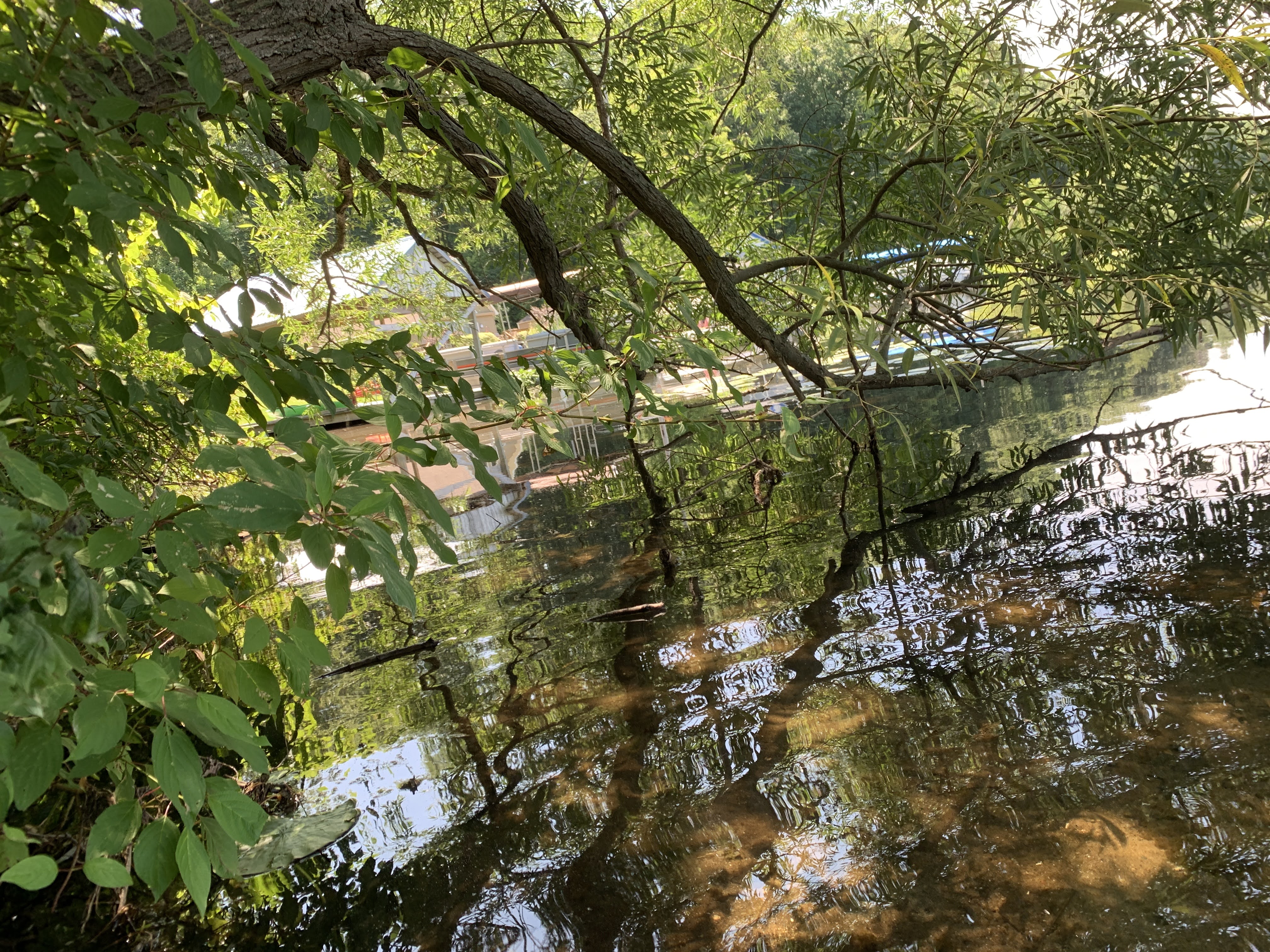 reflection of a lake and trees