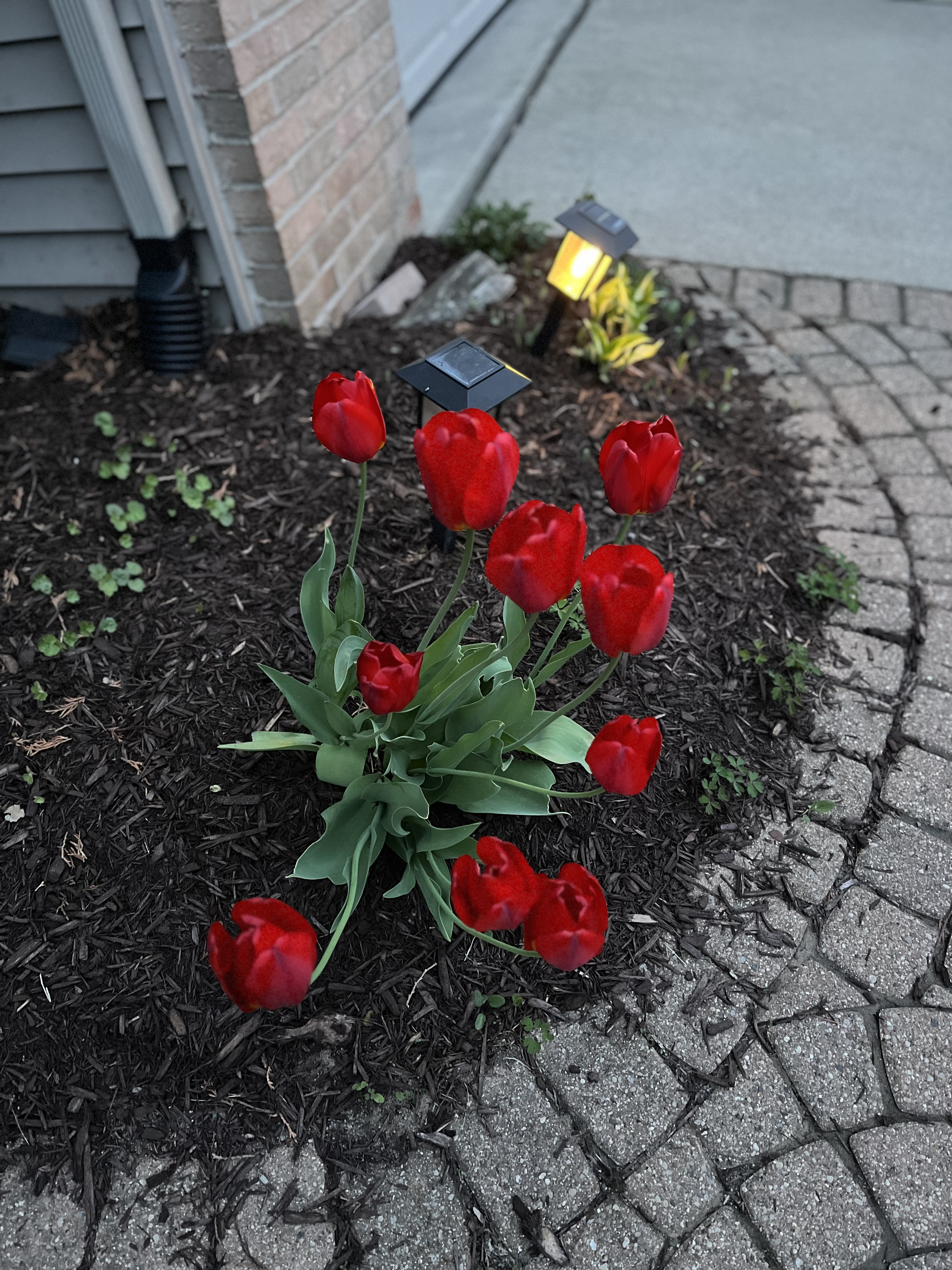 bright red tulips in front of a garden light